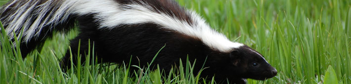 skunk walking through grass