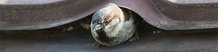 Sparrow sticking its head out from under a tiled roof