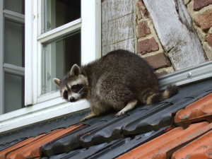 A raccoon stands on a roof