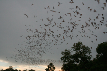 bats flying from bridge in austin, tx