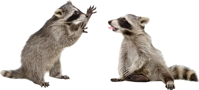 Can I Get Rabies From a Raccoon? - Critter Ridder Texas - Austin, TX